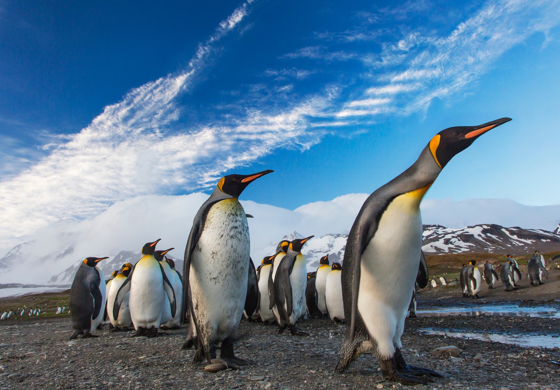 Školjari dopomagatymuť naukovcjam rahuvaty pingviniv