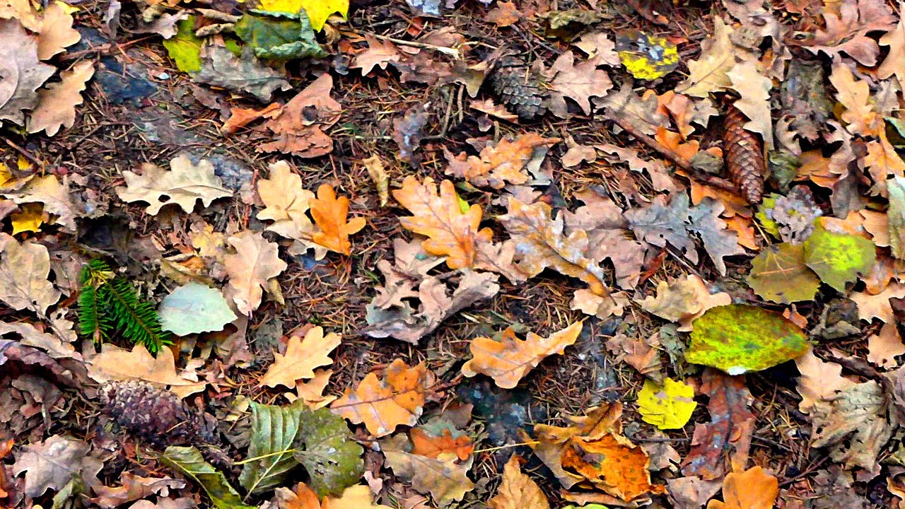 🍁 МОЗ пропонує заборонити спалювати листя, посипати дороги сіллю та обрізати дерева