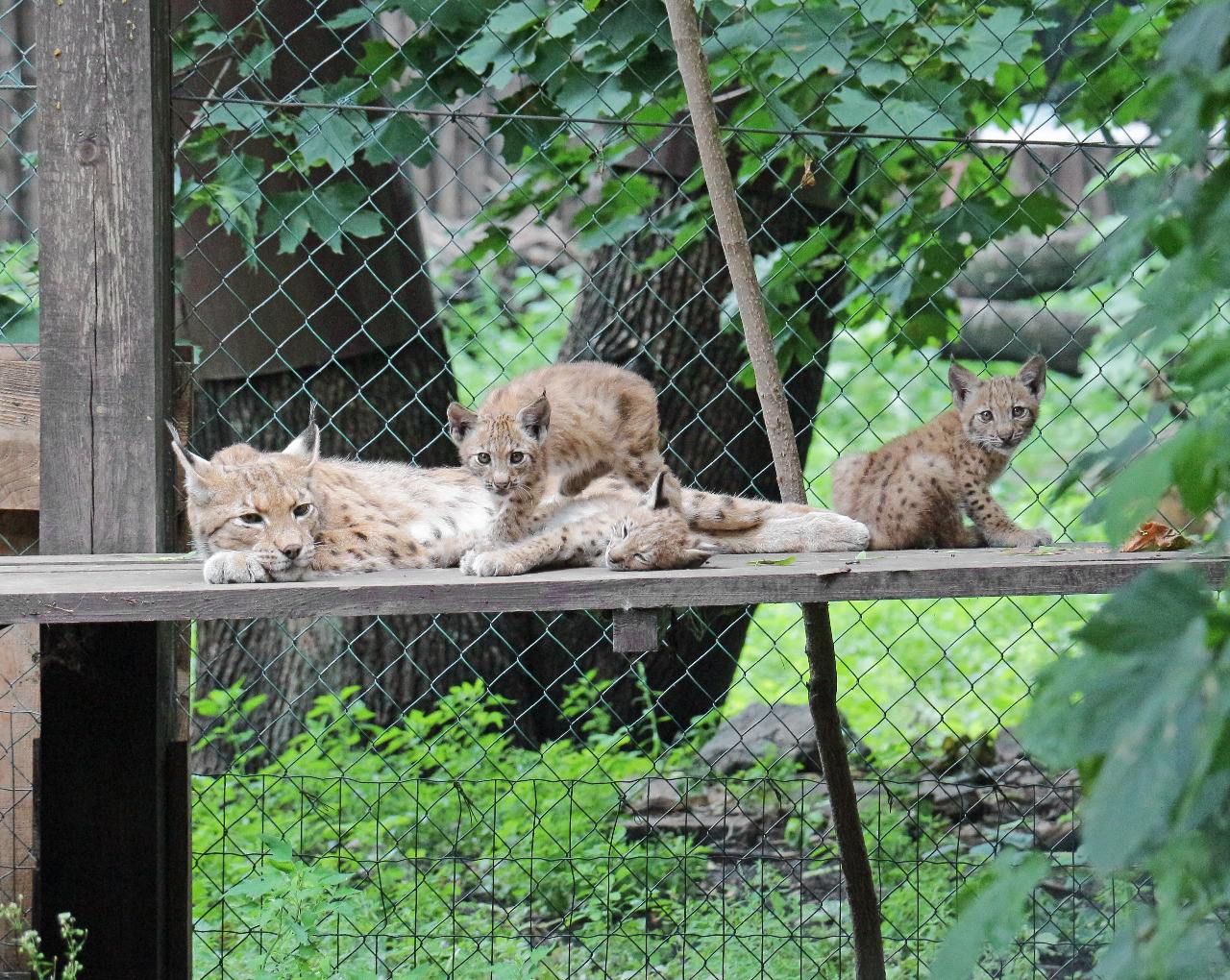 🐯Київський зоопарк оновлять: планують створити максимально відкритий простір для тварин