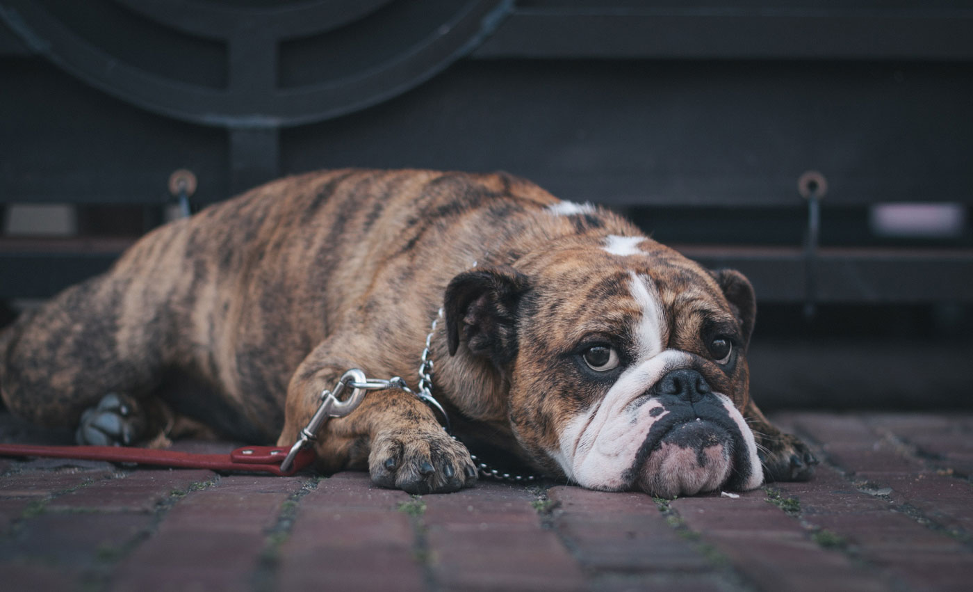 😱 Загадкова хвороба викликає у собак у Великій Британії проблеми зі шлунком