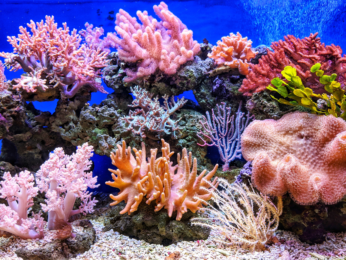👨🏼‍🔬 Вчені почали друкувати корали на 3D-принтері аби врятувати коралові рифи