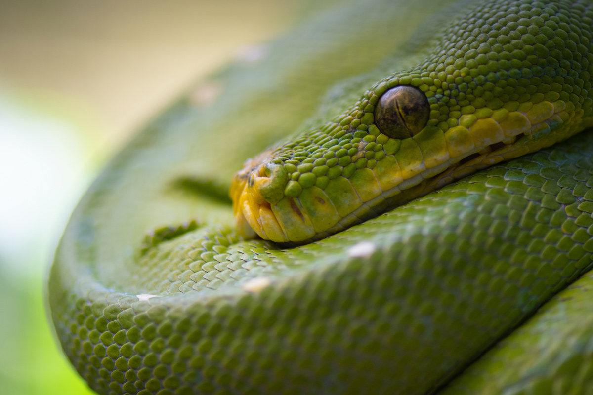 🐍 Critterpedia: в Австралії розробили застосунок, що розпізнає змій та павуків