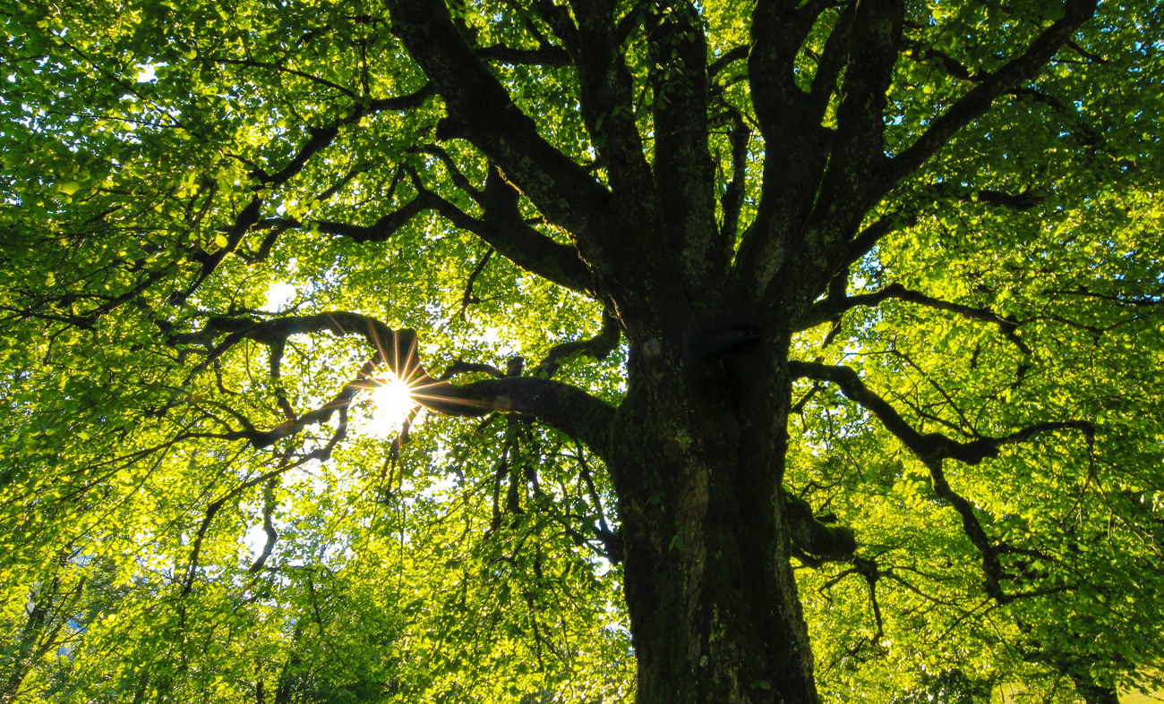 🪵 Науковці навчились вирощувати дерево у пробірках — це збереже ліси