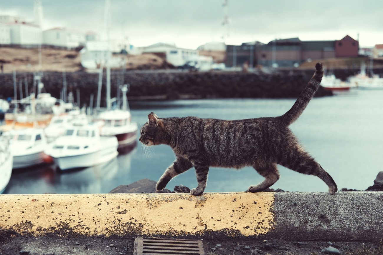 😻 У Херсоні котів на вулицях офіційно визнали «частиною екосистеми міста»