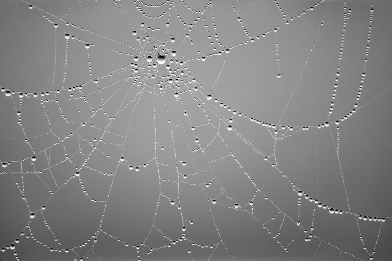 🕸 Науковці змогли створити музику з павутини: як вона звучить — відео