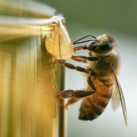 🐝 На Закарпатті воскресли бджоли 
