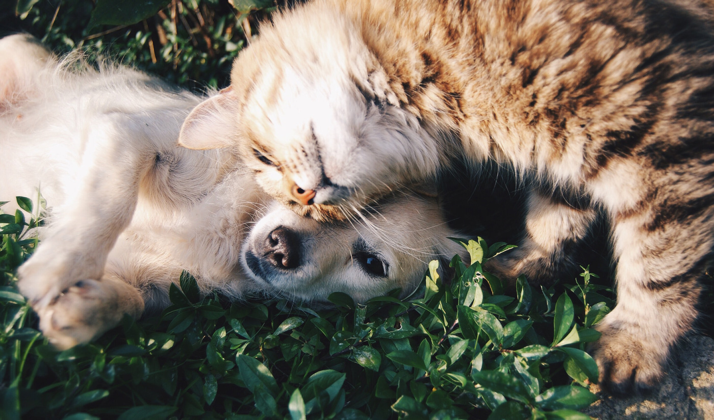 🐕 Doslidžennja: skiľky treba grošej na utrymannja domašńogo uljublencja