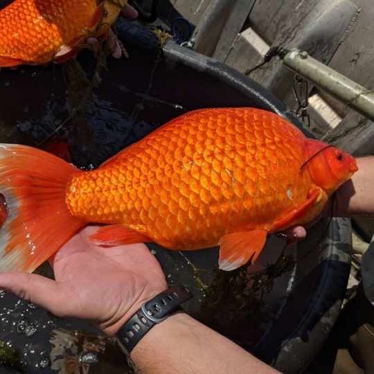 😰 У США просять не випускати золотих рибок у водойми: вони стають величезними мутантами 