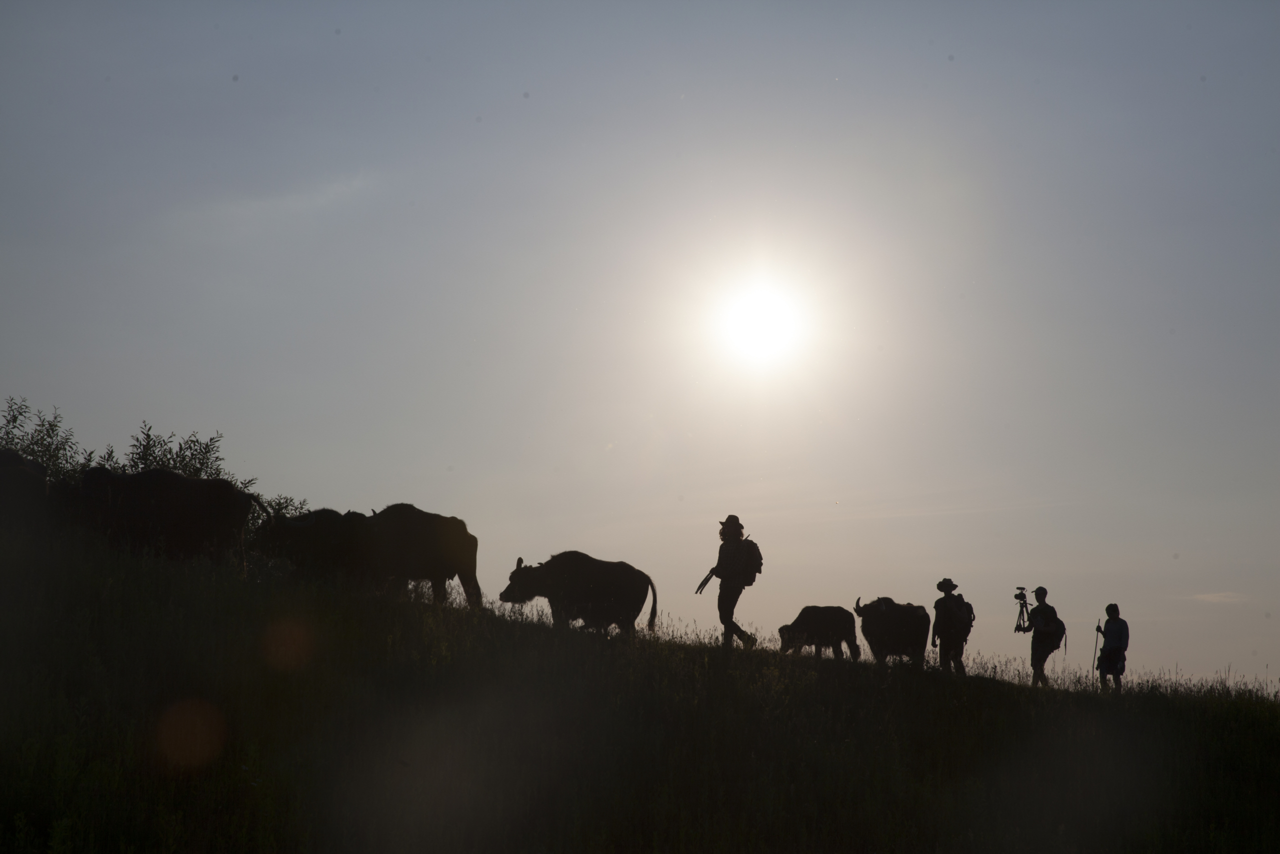 🐃 У прокат вийде фільм «Май далеко – май добре» про німецького пастуха буйволів в Україні