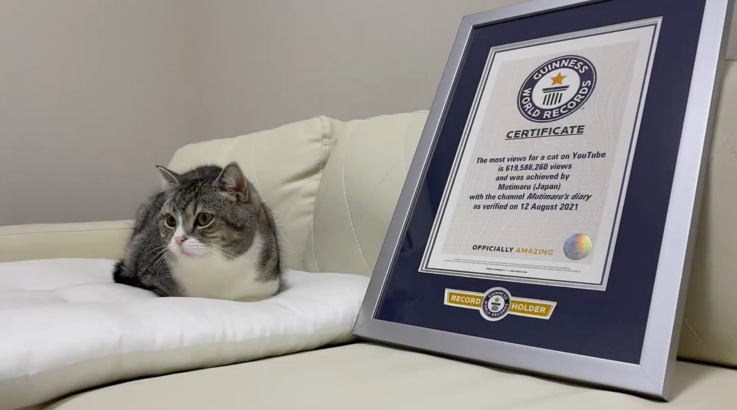 😻 У Японії кіт потрапив до Книги рекордів Гіннеса за кількість переглядів на YouTube