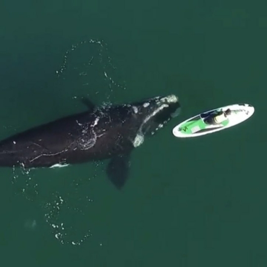 🐋 Відео: кит підплив до сапбордистки та погрався з нею 