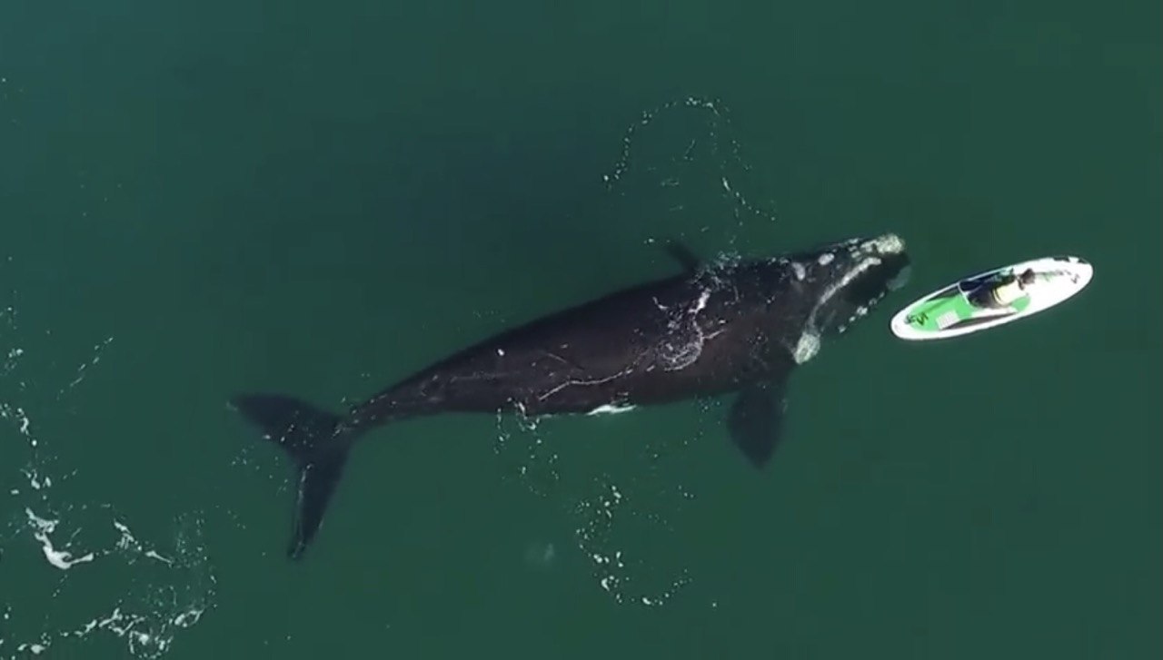 🐋 Відео: кит підплив до сапбордистки та погрався з нею 