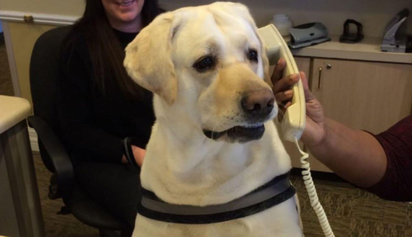 🐶 У Великій Британії винайшли телефон для собак, аби вони могли дзвонити власникам