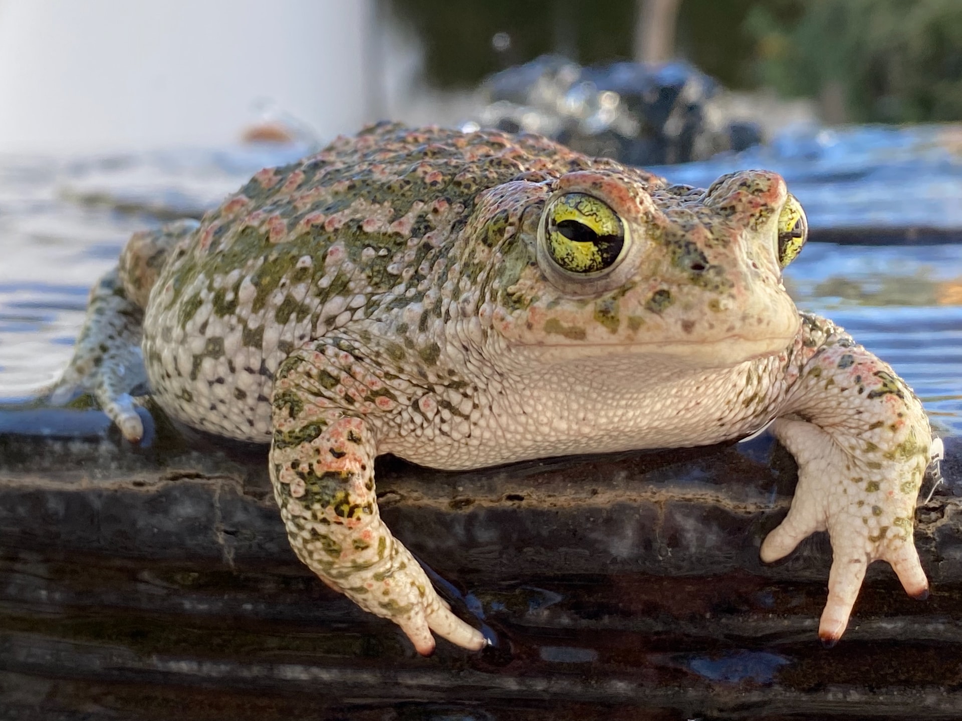 🐸 У США попросили відвідувачів парків не облизувати жаб