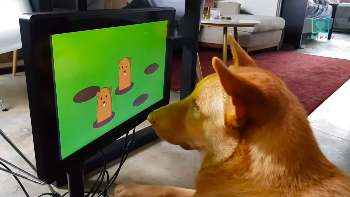 🐕 У Великій Британії створили освітні відеоігри для собак