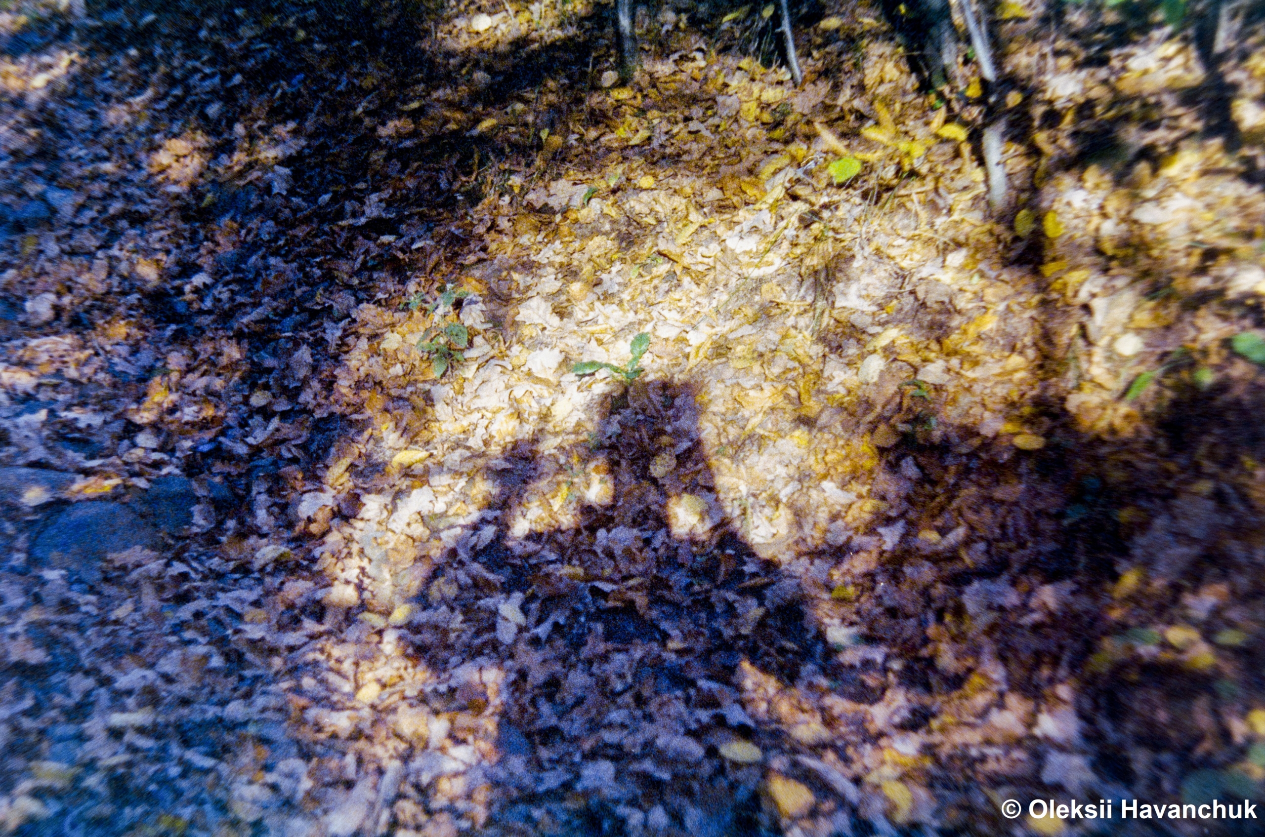 Pryvit, ja Oleksij Gavańčuk, i ja fotografuju na plivku