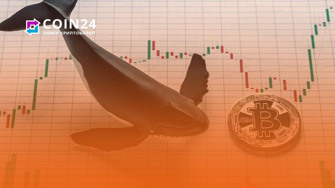 🐋 Hto taki kyty ta hom'jaky na rynku kryptovaljut?
