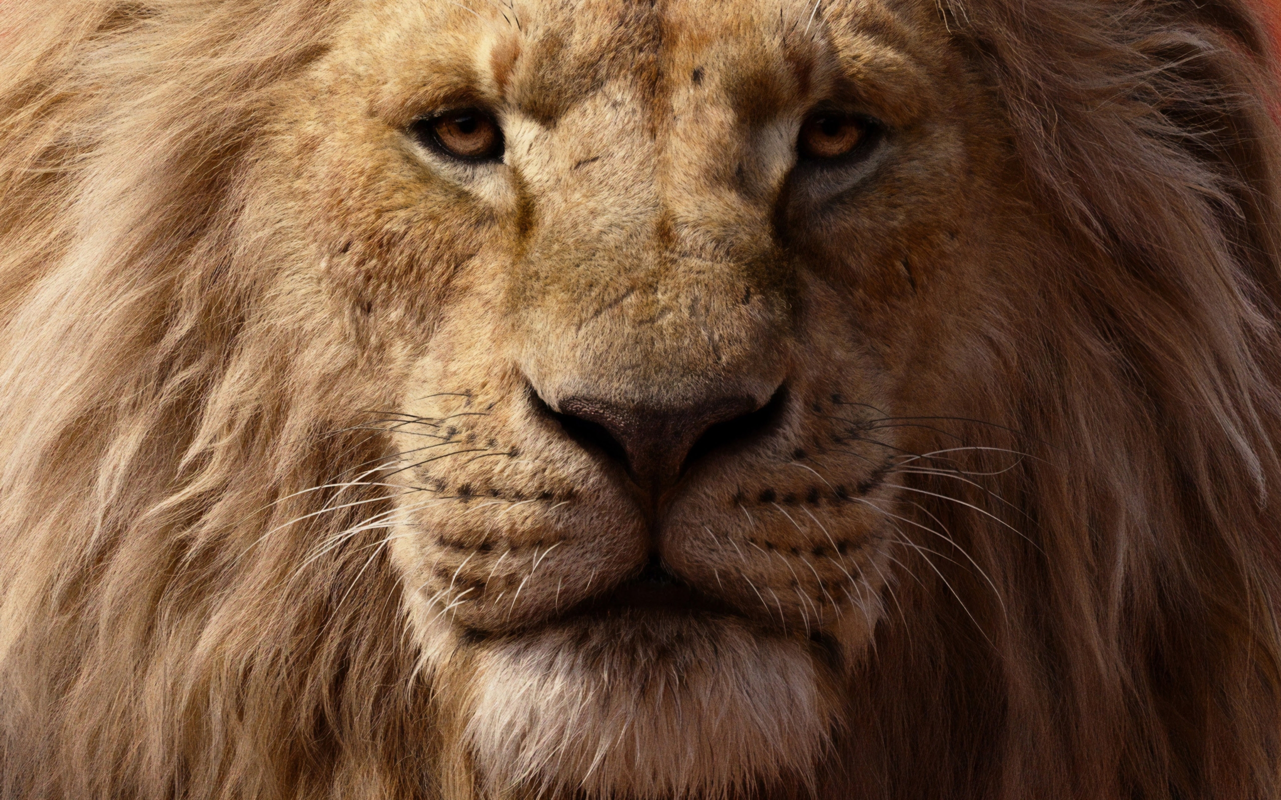 🦁 Приквел «Короля лева» покаже історію Муфаси до моменту, коли він «став тим, ким ми його знаємо»