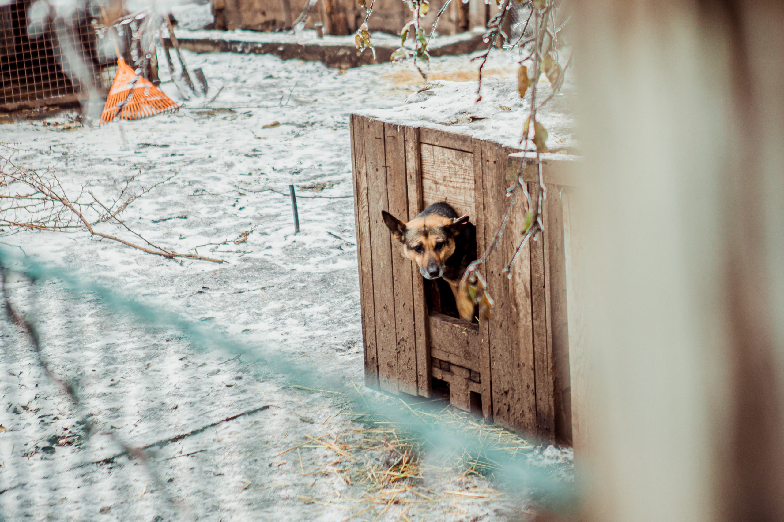 🐶 Як допомогти безхатнім тваринам взимку? Великий збір на утеплення притулків від EVA та Happy Paw